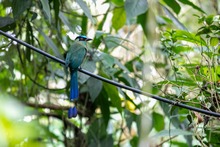 La Leonera se sacudi&oacute; la melena