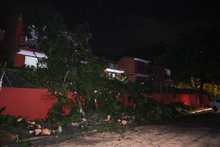Fuertes lluvias desatan emergencia con varios &aacute;rboles colapsados
