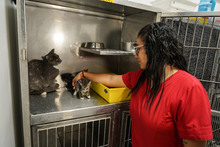 Jornada de adopciones en el centro comercial Unicentro