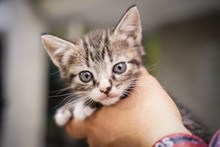 Jornada de adopciones en el centro comercial Unicentro