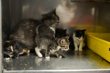 Jornada de adopciones en el centro comercial Unicentro