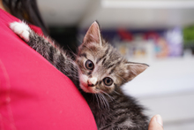 Jornada de adopciones en el centro comercial Unicentro