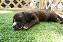 Jornada de adopciones en el centro comercial Unicentro