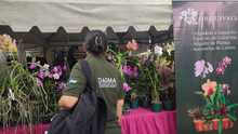 Dagma decomis&oacute; 6 unidades de orqu&iacute;deas extra&iacute;das del bosque en &lsquo;Cali Orqu&iacute;deas&rsquo;