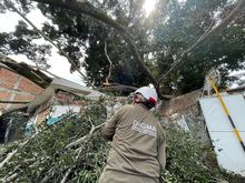 Por intervenciones arb&oacute;reas ilegales, este a&ntilde;o se iniciaron 77 procesos sancionatorios