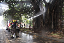 Por intervenciones arb&oacute;reas ilegales, este a&ntilde;o se iniciaron 77 procesos sancionatorios