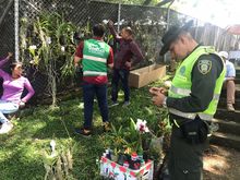 Por intervenciones arb&oacute;reas ilegales, este a&ntilde;o se iniciaron 77 procesos sancionatorios