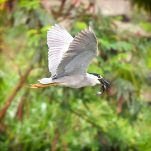 Santiago de Cali conmemora el mes de los humedales