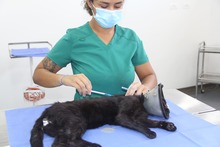 Centro de Bienestar Animal de Cali reactiva su servicio de consulta externa