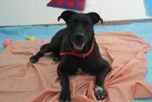 Centro de Bienestar Animal de Cali reactiva su servicio de consulta externa