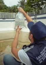 Contin&uacute;an las acciones para la prevenci&oacute;n del dengue en Cali