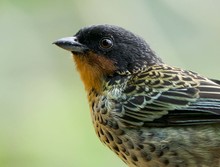 &iquest;Quieres ir al Colombia BirdFair 2024? Estos son sus eventos gratuitos