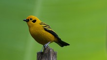 &iquest;Quieres ir al Colombia BirdFair 2024? Estos son sus eventos gratuitos