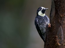 &iquest;Quieres ir al Colombia BirdFair 2024? Estos son sus eventos gratuitos