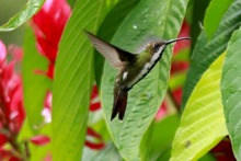 Colombia Birdfair, transforma vida con las aves y dinamiza la econom&iacute;a cale&ntilde;a