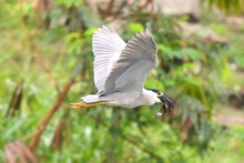Colombia Birdfair, transforma vida con las aves y dinamiza la econom&iacute;a cale&ntilde;a