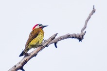 Colombia Birdfair, transforma vida con las aves y dinamiza la econom&iacute;a cale&ntilde;a