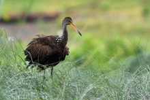 Colombia Birdfair, transforma vida con las aves y dinamiza la econom&iacute;a cale&ntilde;a