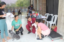Unidad Administrativa Especial de Protecci&oacute;n Animal realiz&oacute; jornada de  esterilizaci&oacute;n en la Comuna 20 de Cali