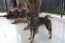 Unidad Administrativa Especial de Protecci&oacute;n Animal realiz&oacute; jornada de  esterilizaci&oacute;n en la Comuna 20 de Cali