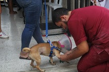 Unidad Administrativa Especial de Protecci&oacute;n Animal realiz&oacute; jornada de  esterilizaci&oacute;n en la Comuna 20 de Cali