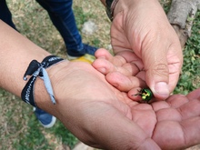 Una poda irregular habr&iacute;a causado la afectaci&oacute;n del emblem&aacute;tico &aacute;rbol de caucho en el Parque del Perro