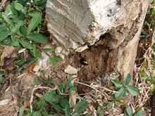 Una poda irregular habr&iacute;a causado la afectaci&oacute;n del emblem&aacute;tico &aacute;rbol de caucho en el Parque del Perro