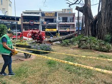 Una poda irregular habr&iacute;a causado la afectaci&oacute;n del emblem&aacute;tico &aacute;rbol de caucho en el Parque del Perro