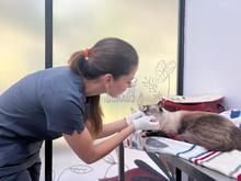 &ldquo;Hemos atendido m&aacute;s 1.200 animales este a&ntilde;o en el Centro de Bienestar Animal&rdquo;: Julio Oyola, director de la Unidad Administrativa  Especial de Protecci&oacute;n Animal