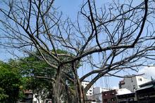 Dagma socializ&oacute; con la comunidad el proceso de intervenci&oacute;n de un &aacute;rbol de caucho en el Parque del Perro