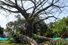 Dagma socializ&oacute; con la comunidad el proceso de intervenci&oacute;n de un &aacute;rbol de caucho en el Parque del Perro