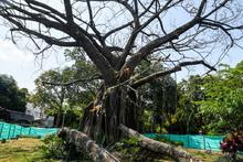 Dagma socializ&oacute; con la comunidad el proceso de intervenci&oacute;n de un &aacute;rbol de caucho en el Parque del Perro
