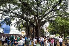 Dagma socializ&oacute; con la comunidad el proceso de intervenci&oacute;n de un &aacute;rbol de caucho en el Parque del Perro