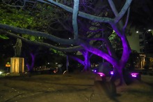 &iexcl;Cali se viste de violeta! Alcald&iacute;a iluminar&aacute; 14 hitos ornamentales para conmemorar el &lsquo;D&iacute;a de la Mujer&rsquo;
