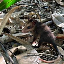 Hogar de Paso del Dagma ha atendido 323 animales silvestres en 2024