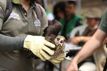 Hogar de Paso del Dagma ha atendido 323 animales silvestres en 2024