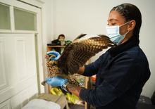 Hogar de Paso del Dagma ha atendido 323 animales silvestres en 2024