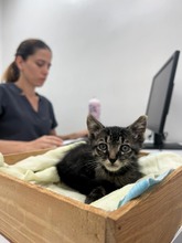 &ldquo;En el CBA la atenci&oacute;n es constante y realizamos cerca de siete cirug&iacute;as al d&iacute;a&rdquo;: m&eacute;dico del Centro de Bienestar Animal