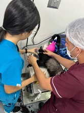 &ldquo;En el CBA la atenci&oacute;n es constante y realizamos cerca de siete cirug&iacute;as al d&iacute;a&rdquo;: m&eacute;dico del Centro de Bienestar Animal