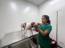 &ldquo;En el CBA la atenci&oacute;n es constante y realizamos cerca de siete cirug&iacute;as al d&iacute;a&rdquo;: m&eacute;dico del Centro de Bienestar Animal