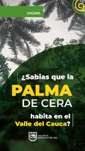 Acciones de amor y fe por el medio ambiente: en Semana Santa protejamos la palma de cera
