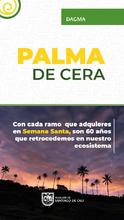 Acciones de amor y fe por el medio ambiente: en Semana Santa protejamos la palma de cera