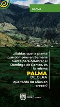 Acciones de amor y fe por el medio ambiente: en Semana Santa protejamos la palma de cera