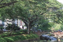 Naciones Unidas para la Agricultura y la Alimentaci&oacute;n y la Fundaci&oacute;n Arbor Day hacen nuevo reconocimiento internacional a Cali