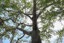 Naciones Unidas para la Agricultura y la Alimentaci&oacute;n y la Fundaci&oacute;n Arbor Day hacen nuevo reconocimiento internacional a Cali