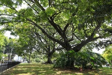Naciones Unidas para la Agricultura y la Alimentaci&oacute;n y la Fundaci&oacute;n Arbor Day hacen nuevo reconocimiento internacional a Cali