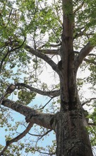 Naciones Unidas para la Agricultura y la Alimentaci&oacute;n y la Fundaci&oacute;n Arbor Day hacen nuevo reconocimiento internacional a Cali