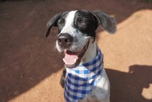 Perritos del Centro de Bienestar - Protecci&oacute;n Animal se toman el Estadio Pascual Guerrero