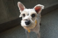 Perritos del Centro de Bienestar - Protecci&oacute;n Animal se toman el Estadio Pascual Guerrero