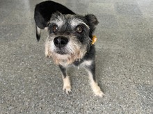 Perritos del Centro de Bienestar - Protecci&oacute;n Animal se toman el Estadio Pascual Guerrero